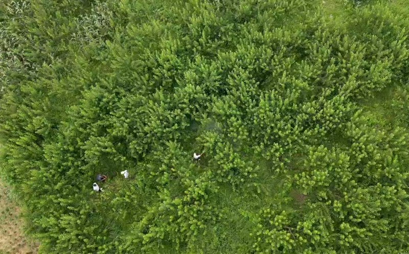 贵州省思南县香坝镇瓦窑村富硒蜂糖李基地。（陈敏 摄）.jpg