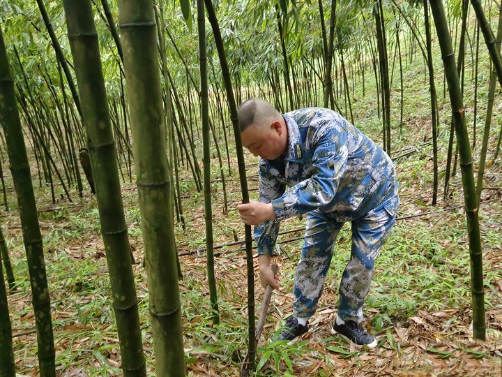 管護竹林。劉秀娟攝