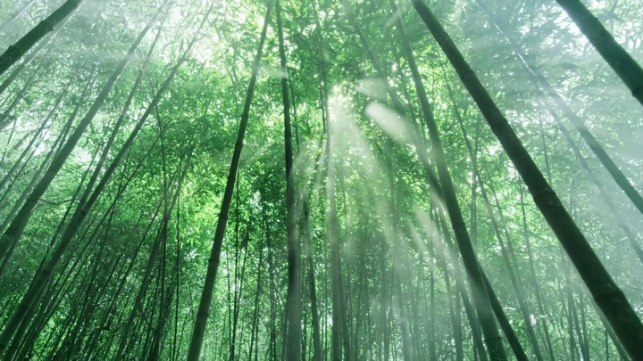 竹林。