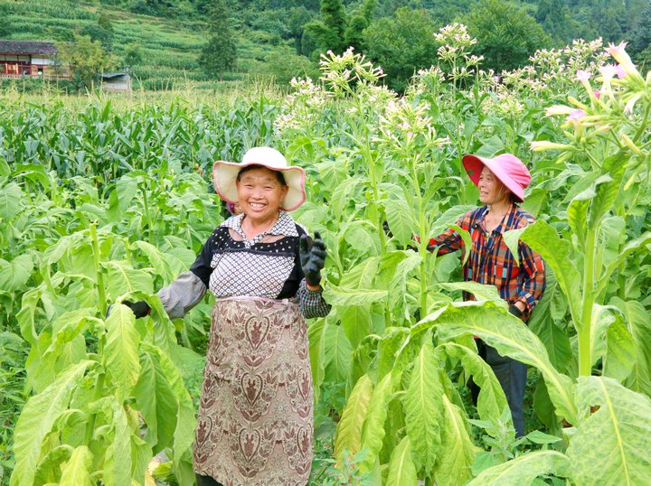 烤烟基地务工者张蔷珍。