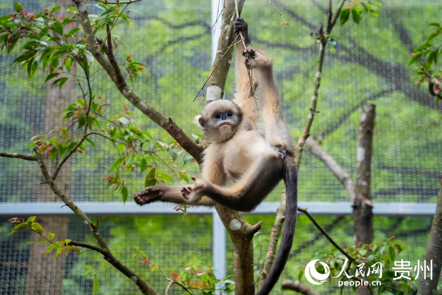 救护中心繁育的黔金丝猴“黔宝”在运动场内攀爬跳跃。人民网记者 涂敏摄