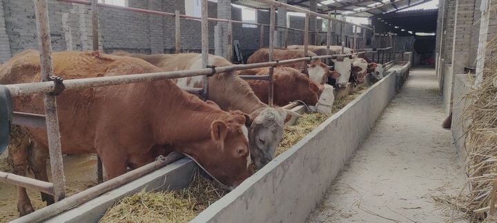 肉牛養殖讓農民的日子“牛”起來。吳倩攝.jpg