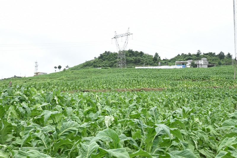 1、烤烟生产基地。.jpg