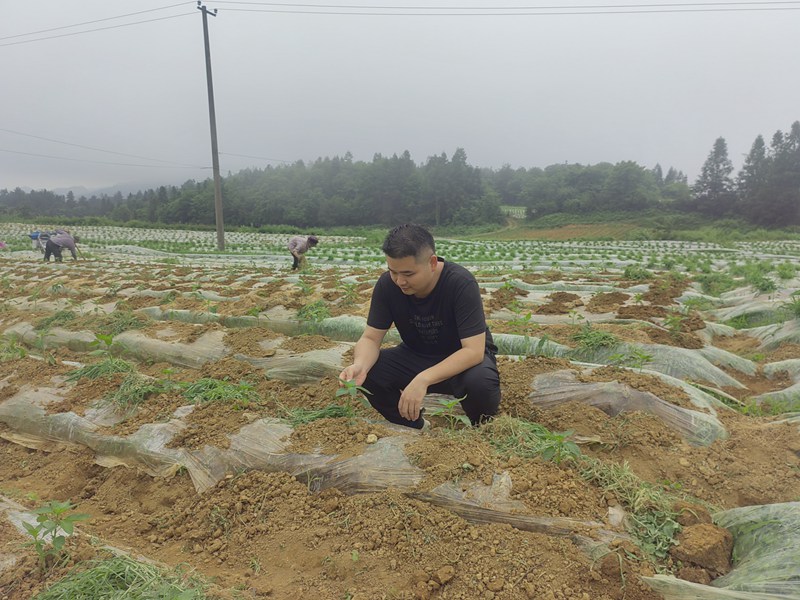 邹强在田间地头察看辣椒长势。