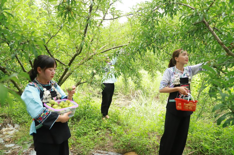 贵州银行的支持，让蜂糖李龙头企业发展更有信心和底气。.jpg