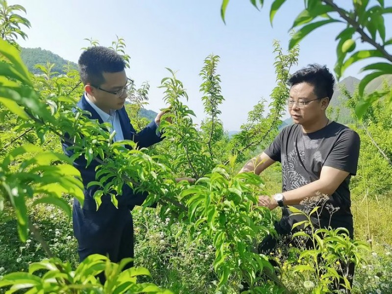调研蜂糖李产业发展。.jpg