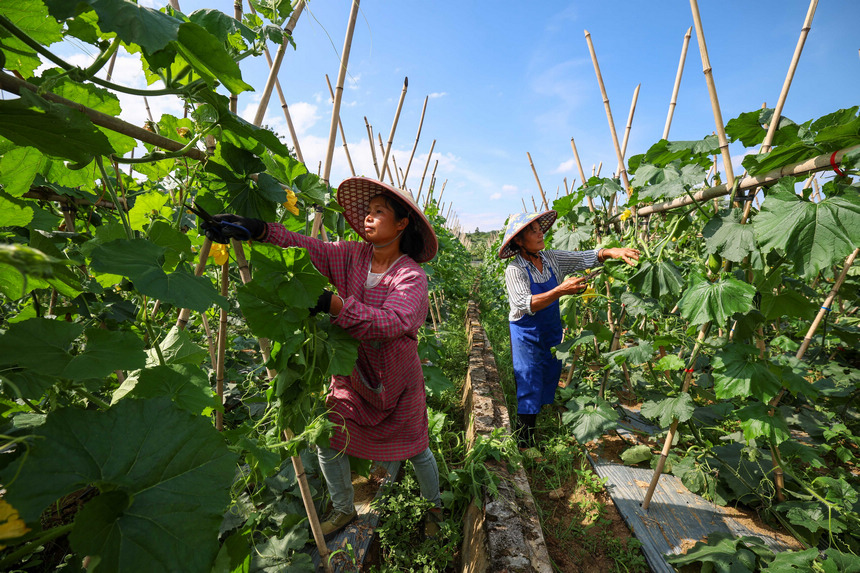 7月6日，村民在給黑皮冬瓜修剪側蔓。