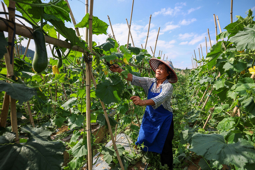 7月6日，村民在給黑皮冬瓜修剪側蔓。
