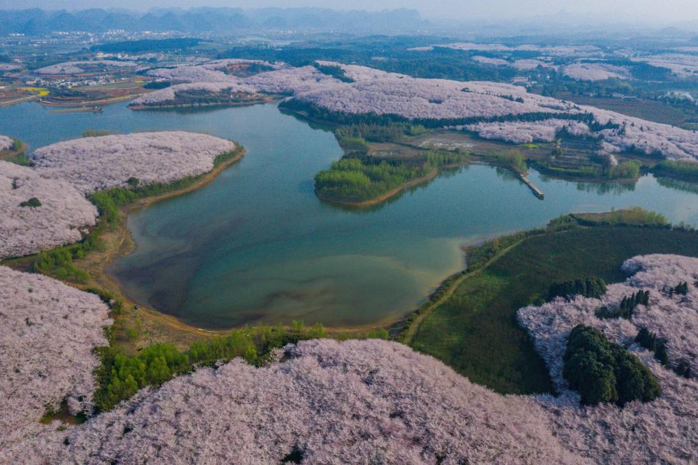 這是2021年3月15日在貴州省貴安新區紅楓湖畔拍攝的櫻花觀光園（無人機照片）。新華社記者 歐東衢 攝