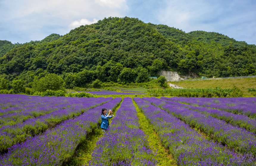 2023年7月6日，赫章兴发乡鲜花基地薰衣草进入盛花期，吸引游客观花赏景。