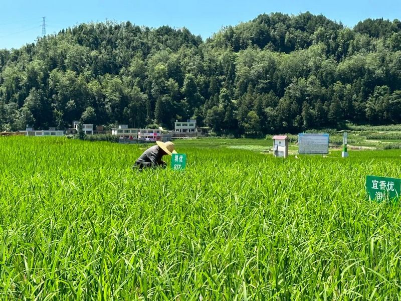 5、稻田青青 ， 如诗如画。.jpg