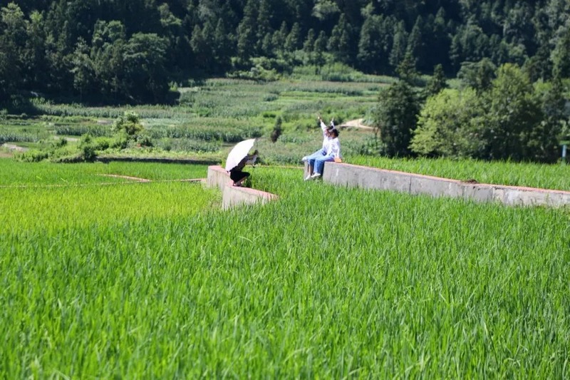 10、稻田青青 ， 如诗如画。.jpg