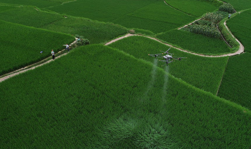 7月10日，技術員操作植保無人機對水稻進行病虫害防治作業（無人機照片）。