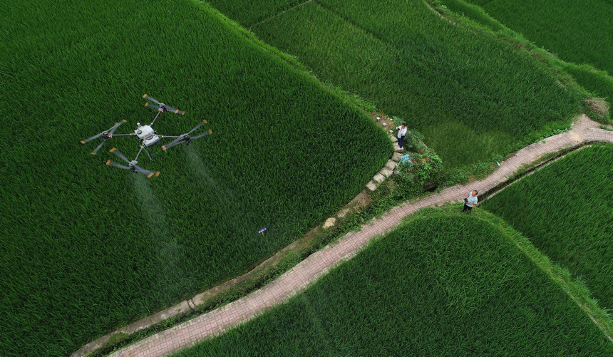 7月10日，技術員操作植保無人機對水稻進行病虫害防治作業（無人機照片）。