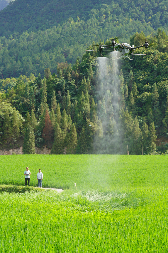 7月10日，技術員操作植保無人機對水稻進行病虫害防治作業。