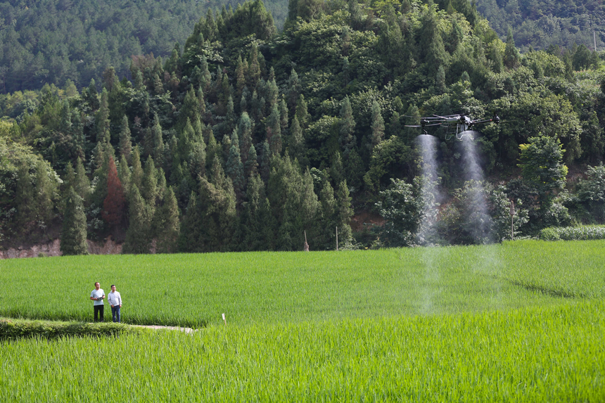 7月10日，技術員操作植保無人機對水稻進行病虫害防治作業。