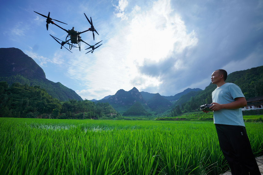 7月10日，技術員操作植保無人機對水稻進行管護作業。
