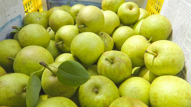 產業發展有“梨”更甜,鄉村振興有“李”更美。 (5)