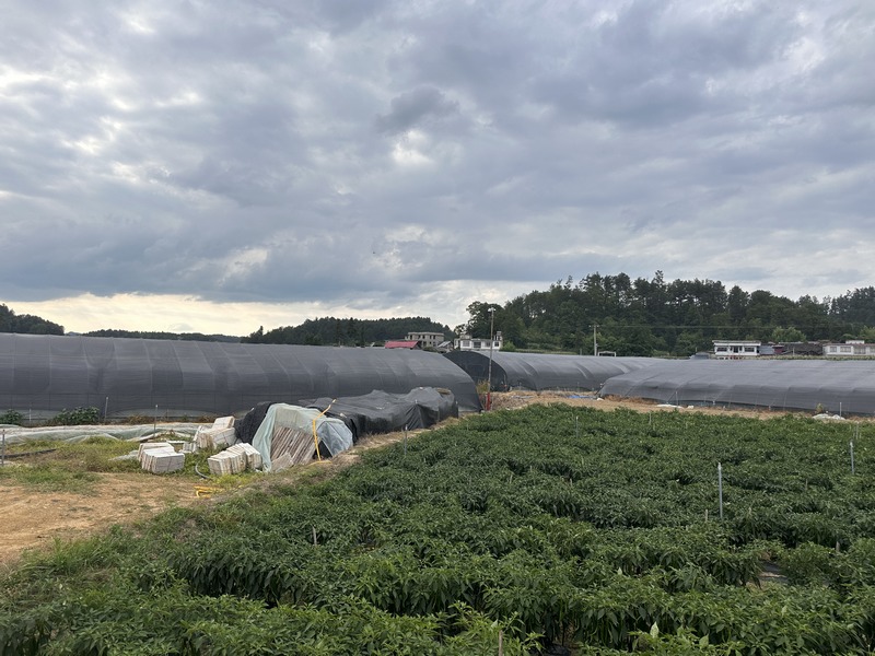 扶持当地做强做大辣椒产业。