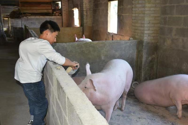魏發其喂養生豬。