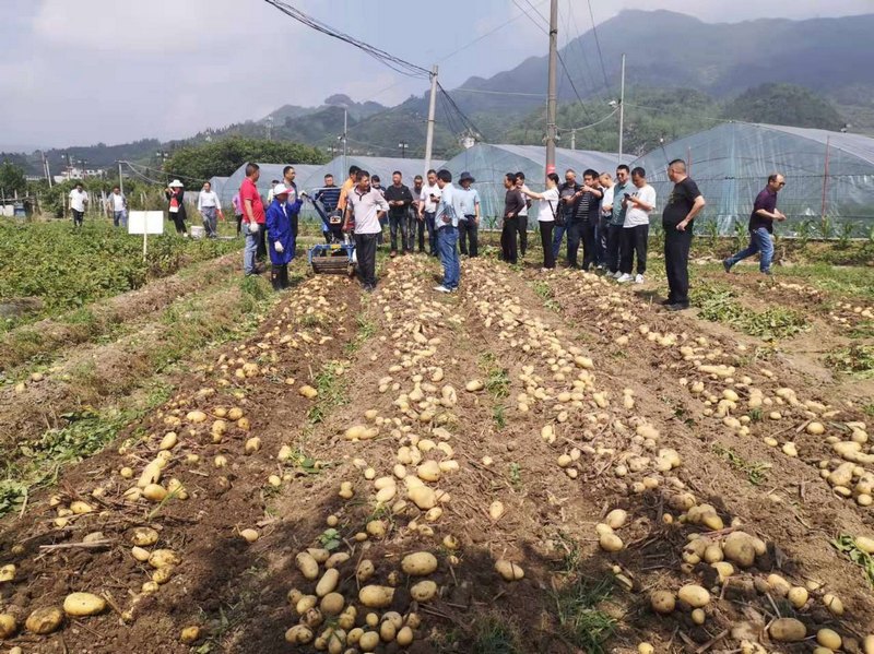 金沙縣馬鈴薯高產栽培測產及現場培訓會。