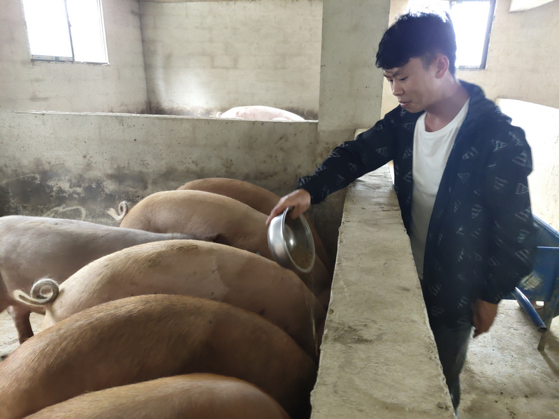 7月14日，河滥沟村党支部书记康胜荣在为肥猪添加饲料。