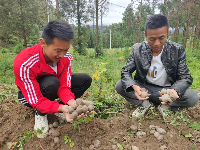 7月14日，发宝村党支部书记陈佳佳（左）与村委会副主任蒋礼超（右）介绍转心乌洋芋品相。