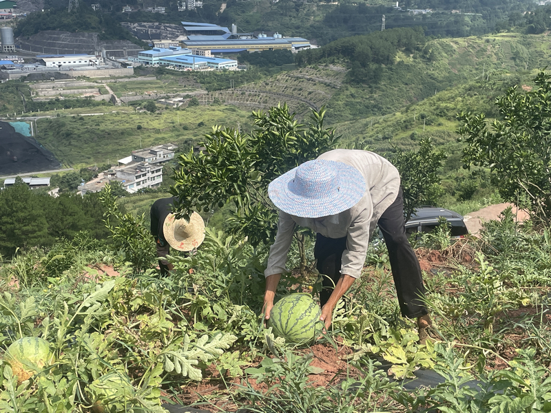 “一地多收”效益高 村民分红有盼头。
