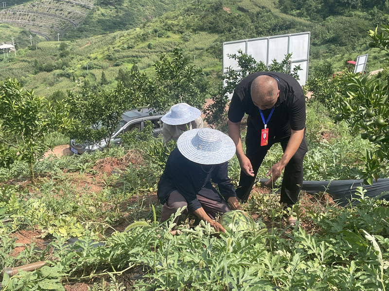 “一地多收”效益高 村民分红有盼头。
