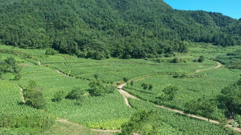 桑木镇土河村烤烟基地。