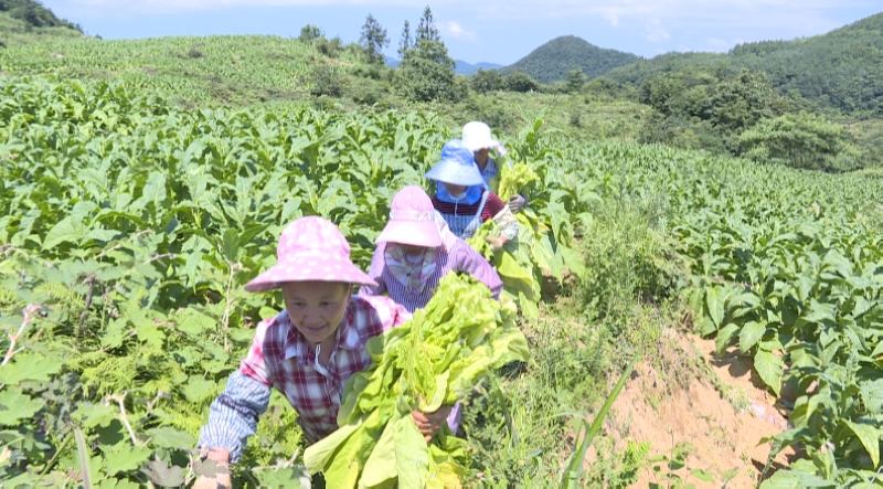 烤烟大户和村民忙着将地里的烤烟进行采摘烘烤。