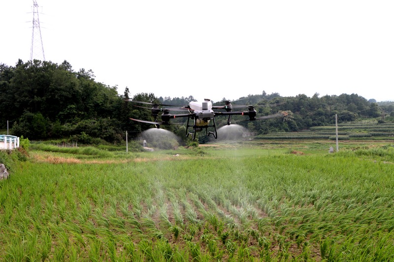 无人机将农药雾流均匀地洒向稻田，为水稻披上“防护衣”。