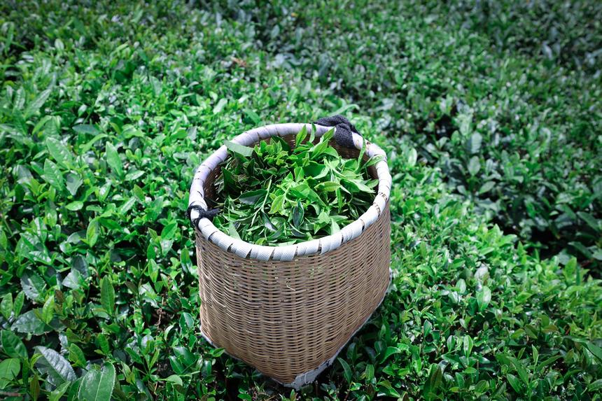 茶场村将茶产业作为增收的重要渠道。李洪静摄