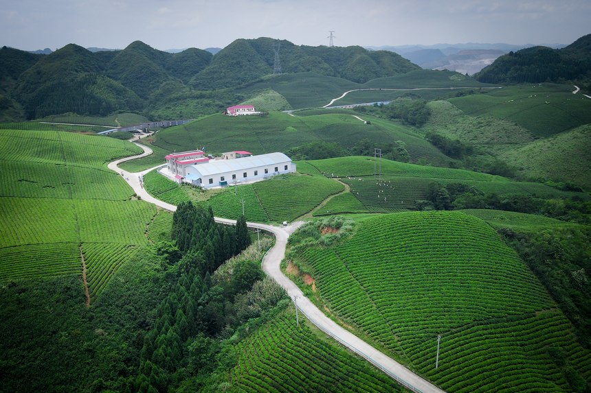 航拍茶场村的千亩茶园。李洪静摄