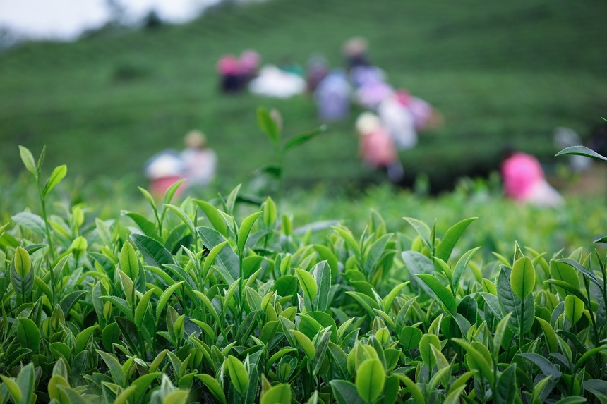 茶场村的夏茶已进入采摘季。李洪静摄