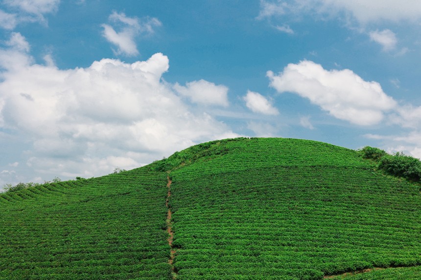 茶场村的千亩茶园。李洪静摄