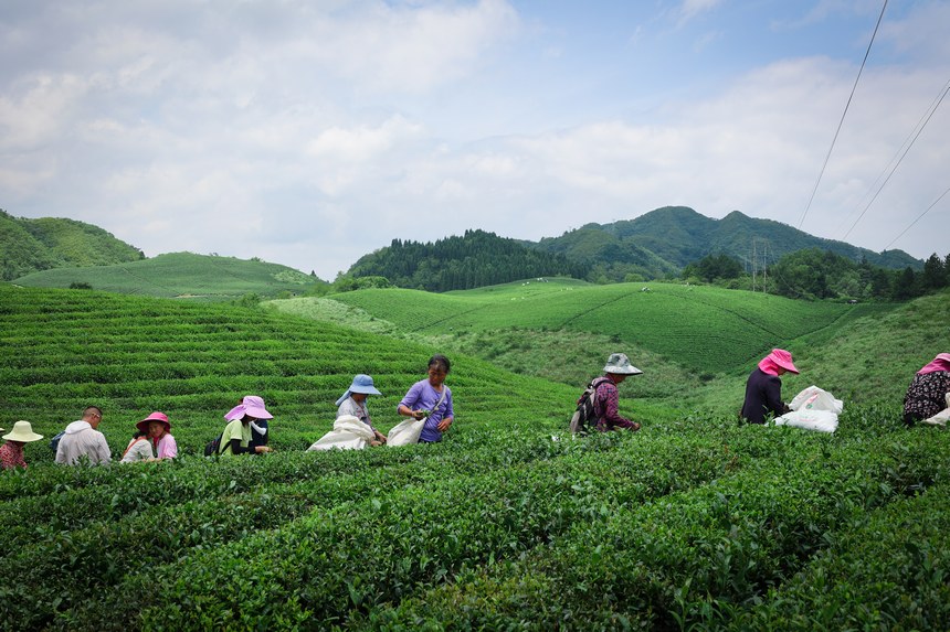 村民正在茶园里采摘茶叶。李洪静摄