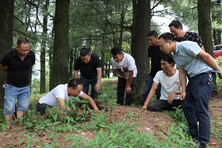 基地工作人員查看天麻長勢。