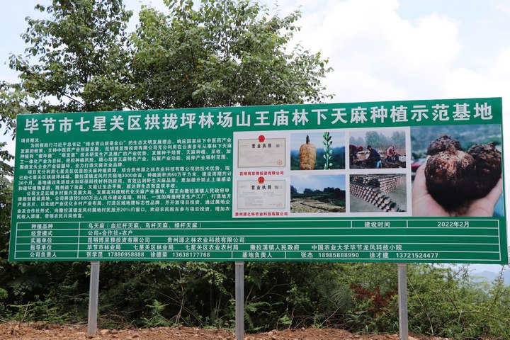 龍鳳村天麻種植基地。