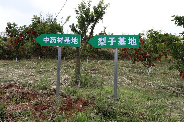 龍鳳村晚秋黃梨種植基地。