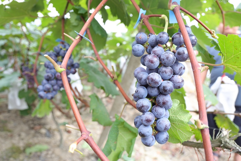 成熟的葡萄挂满枝头.jpg