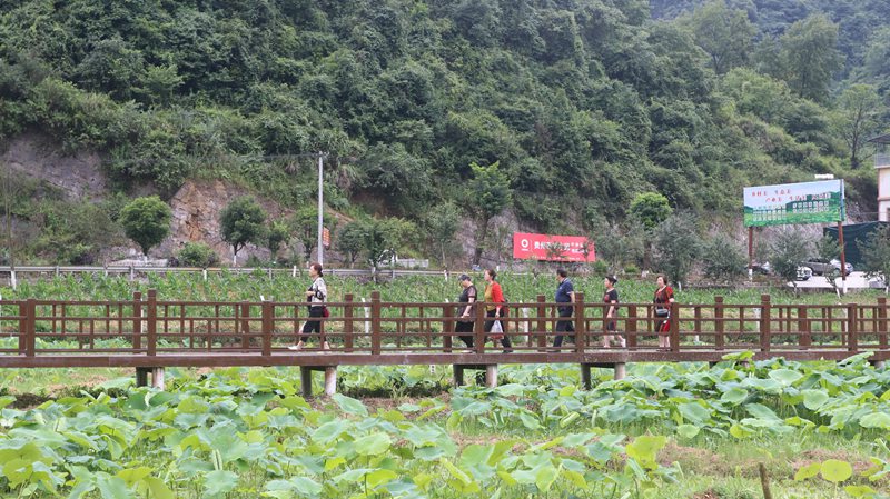 盛夏时节，习水县桑木镇土河村千亩荷塘迎游客。