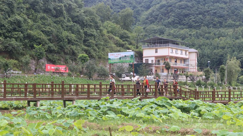 盛夏时节，习水县桑木镇土河村千亩荷塘迎游客 (6)
