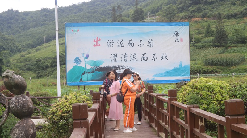 盛夏时节，习水县桑木镇土河村千亩荷塘迎游客 (2)