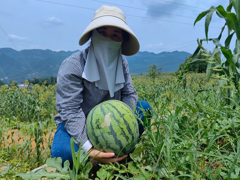果农采摘西瓜。