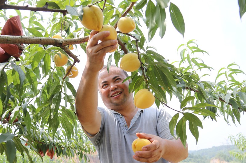 玉屏新辉种植园负责人杨辉正在采摘黄桃。