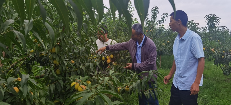 王程現場教授村民種植黃桃技術。