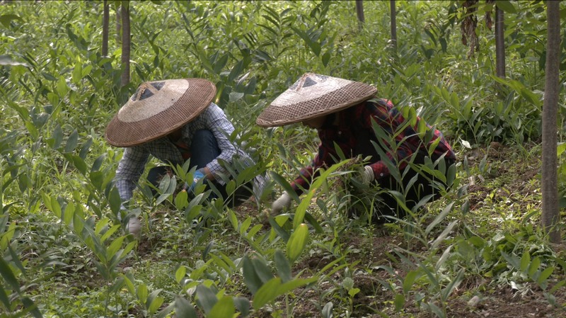 当地村民在种植基地采集中草药。