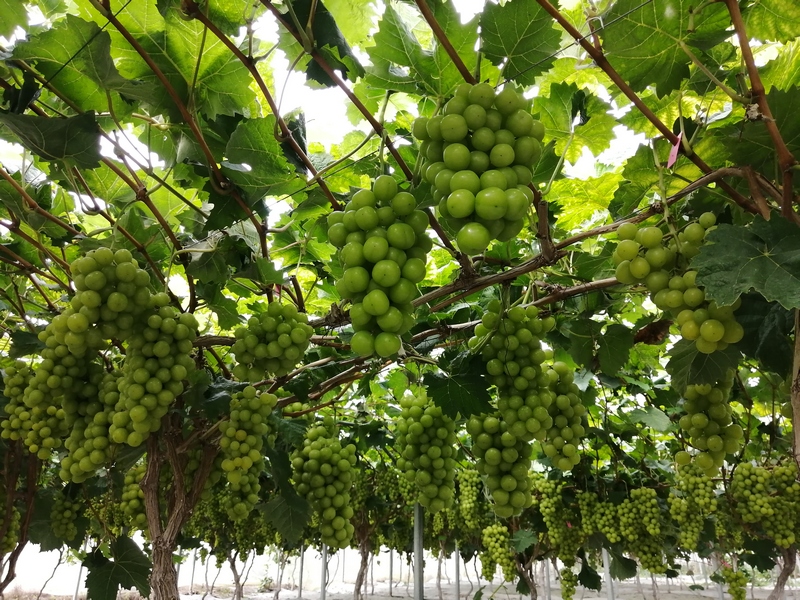 葡萄挂果。