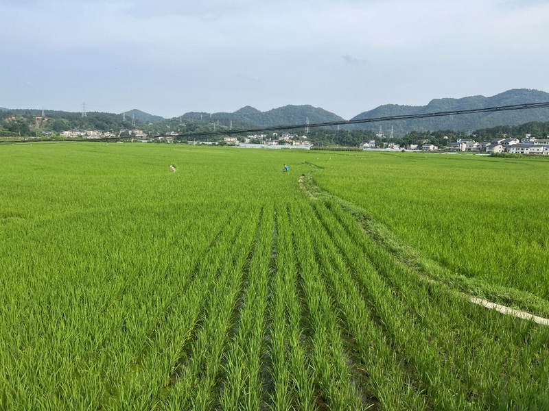 贡米村的坝区里种满了水稻。新华社记者刘智强 摄